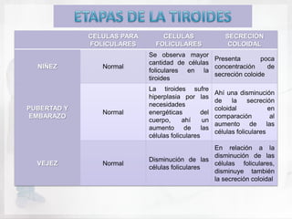CELULAS PARA       CELULAS                   SECRECIÓN
             FOLICULARES      FOLICULARES                  COLOIDAL
                            Se observa mayor
                                                Presenta        poca
                            cantidad de células
  NIÑEZ         Normal                          concentración     de
                            foliculares en la
                                                secreción coloide
                            tiroides
                            La tiroides sufre
                                                      Ahí una disminución
                            hiperplasia por las
                                                      de    la     secreción
                            necesidades
PUBERTAD Y                                            coloidal            en
                Normal      energéticas         del
EMBARAZO                                              comparación          al
                            cuerpo,      ahí    un
                                                      aumento de las
                            aumento de las
                                                      células foliculares
                            células foliculares
                                                En relación a la
                                                disminución de las
                            Disminución de las
  VEJEZ         Normal                          células foliculares,
                            células foliculares
                                                disminuye también
                                                la secreción coloidal
 