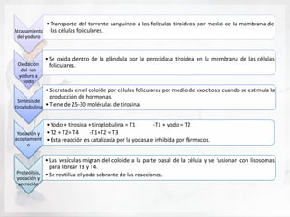 • Transporte del torrente sanguíneo a los folículos tiroideos por medio de la membrana de
Atrapamiento las células foliculares.
 del yoduro



              • Se oxida dentro de la glándula por la peroxidasa tiroidea en la membrana de las células
 Oxidación      foliculares.
  del ion
 yoduro a
   yodo
              • Secretada en el coloide por células foliculares por medio de exocitosis cuando se estimula la
                producción de hormonas.
 Síntesis de
tiroglobulina • Tiene de 25-30 moléculas de tirosina.


            • Yodo + tirosina + tiroglobulina = T1       -T1 + yodo = T2
 Yodación y • T2 + T2= T4     -T1+T2 = T3
acoplamient • Esta reacción es catalizada por la yodasa e inhibida por fármacos.
     o


              • Las vesículas migran del coloide a la parte basal de la célula y se fusionan con lisosomas
                para librear T3 y T4.
 Proteólisis, • Se reutiliza el yodo sobrante de las reacciones.
 yodación y
  secreción
 