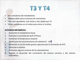 •   Son activadoras del metabolismo.
•   Indispensables para el proceso de crecimiento.
•   T4 es más abundante, más activa y más rápida que T3.
•   Tienen receptores en el núcleo para entrar a la célula.

ACTIVIDAD METABÓLICA:
1. Aumentan el metabolismo basal.
2. Estimulan la actividad de Na/K ATP/asa.
3. Aumentan la temperatura corporal.
4. Disminuyen las concentraciones de colesterol ( LDL)
5. Aumentan el uso de ácidos grasos y glucosa para la formación de ATP.
6. Estimulan la lipolisis.
7. Aumentan algunas acciones de las catecolaminas.
8. Regulan el desarrollo del crecimiento del sistema nervioso y del sistema
    esquelético.
 