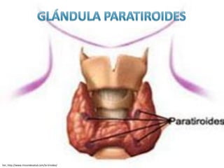 Ver, http://www.rincondesalud.com/la-tiroides/
 