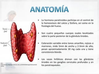 •   La hormona paratiroidea participa en el control de
                                                                     la homeostasis del calcio y fósforo, así como en la
                                                                     fisiología del hueso.

                                                                 •   Son cuatro pequeños cuerpos ovales localizados
                                                                     sobre la parte posterior de la glándula tiroides.

                                                                 •   Coloración variable entre tonos amarillos, rojizos o
                                                                     marrones, mide 5mm de ancho y 2-3mm de alto,
                                                                     pesan aproximadamente 30 mg cada una y tiene
                                                                     consistencia blanda.

                                                                 •   Los vasos linfáticos drenan con las glándulas
Ver.
                                                                     tiroides en los ganglios cervicales profundos y en
http://www.colegioglenndoman.edu.co/2010%20biologia%20clase%20
8.htm
                                                                     los paratraqueales.
 