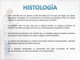 •   Están rodeadas de una cápsula y están formadas por tres tipos de células, las células
    principales encargadas de la producción de hormona paratiroidea (PTH), las células
    oxífilas y las células acuosas de las que se desconoce su función.

•   Se localizan entre las dos capas de la cápsula tiroidea, en algunas ocasiones las
    inferiores también se pueden encontrar en el parénquima de la glándula tiroides.

•   Cada glándula paratiroides está rodeada por una delgada cápsula de tejido conectivo,
    que proyecta finos tabiques los cuales no llegan a formar lobulillos.

•   Las células del parénquima se ordenan formando cordones anastomosados, rodeados
    por delgados tabiques de tejido conectivo.

•   En la glándula paratiroides se encuentran dos tipos principales de células
    parenquimatosas, las células principales y las células oxífilas.
 