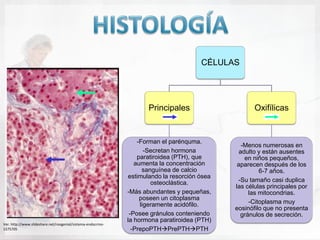 CÉLULAS




                                                                     Principales                     Oxifílicas


                                                                  -Forman el parénquma.
                                                                                                 -Menos numerosas en
                                                                     -Secretan hormona          adulto y están ausentes
                                                                  paratiroidea (PTH), que         en niños pequeños,
                                                                 aumenta la concentración      aparecen después de los
                                                                    sanguínea de calcio                6-7 años.
                                                              estimulando la resorción ósea
                                                                       osteoclástica.          -Su tamaño casi duplica
                                                                                              las células principales por
                                                              -Más abundantes y pequeñas,          las mitocondrias.
                                                                   poseen un citoplasma
                                                                   ligeramente acidófilo.          -Citoplasma muy
                                                                                              eosinófilo que no presenta
                                                               -Posee gránulos conteniendo      gránulos de secreción.
                                                              la hormona paratiroidea (PTH)
Ver. http://www.slideshare.net/roogenial/sistema-endocrino-
1575705                                                         -PrepoPTHPrePTHPTH
 