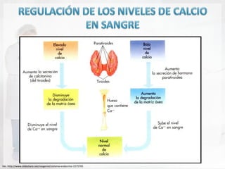 Ver. http://www.slideshare.net/roogenial/sistema-endocrino-1575705
 