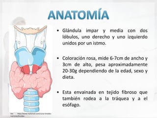 • Glándula impar y media con dos
                                                      lóbulos, uno derecho y uno izquierdo
                                                      unidos por un istmo.

                                                    • Coloración rosa, mide 6-7cm de ancho y
                                                      3cm de alto, pesa aproximadamente
                                                      20-30g dependiendo de la edad, sexo y
                                                      dieta.

                                                    • Esta envainada en tejido fibroso que
                                                      también rodea a la tráquea y a el
                                                      esófago.
Ver.     http://www.mailxmail.com/curso-tiroides-
nutricion/tiroides
 