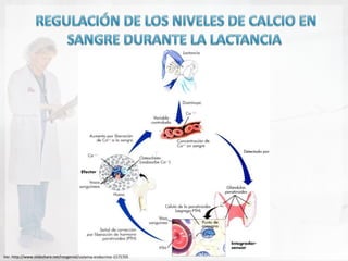 Ver. http://www.slideshare.net/roogenial/sistema-endocrino-1575705
 