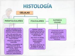 CÉLULAS


PARAFOLICULARES                                                 SUSTANCIA
                                  FOLICULARES
                                                                 COLOIDE


  -Están ubicadas en los             -Células cubicas
 espacios interfoliculares       simples que forman la       -Compuesto por una
 mirando hacia el coloide.        pared del folículo con     glicoproteína yodada
  -Son más grandes que               un epitelio en una          (tiroglobulina)
 las células foliculares ya            misma hilera.        -Contenido del folículo,
 que su citoplasma es de           -No miran el coloide    segregado por las células
      mayor tamaño.                                                foliculares.
                                      -Tienen núcleos
   -Presenta coloración                redondeados
         eosinófila.                     centrales.
- Células c encargadas de        -Su altura depende de
    la producción de la             la etapa en que se
  calcitonina cuando hay         encuentre la tiroides.
        mucho calcio
     (hipocalcemiante
  inhibiendo la resorción
  ósea por osteoclastos)
 