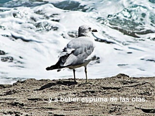 y a beber espuma de las olas.
 
