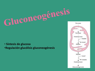 • Síntesis de glucosa
•Regulación glucólisis gluconeogénesis

 
