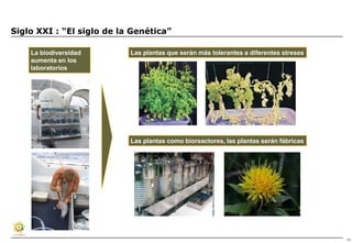 Siglo XXI : “El siglo de la Genética”

    La biodiversidad       Las plantas que serán más tolerantes a diferentes streses
    aumenta en los
    laboratorios




                           Las plantas como bioreactores, las plantas serán fábricas




                                                                                       11
 