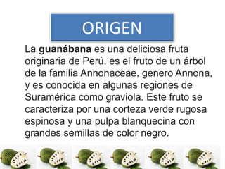 La guanábana es una deliciosa fruta
originaria de Perú, es el fruto de un árbol
de la familia Annonaceae, genero Annona,
y es conocida en algunas regiones de
Suramérica como graviola. Este fruto se
caracteriza por una corteza verde rugosa
espinosa y una pulpa blanquecina con
grandes semillas de color negro.
ORIGEN
 