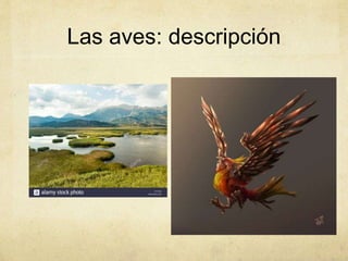 Las aves: descripción
 