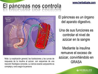 El páncreas es un órgano 
del aparato digestivo. 
Una de sus funciones es 
controlar el nivel de 
azúcar en la sangre 
Mediante la insulina 
remueve el exceso de 
azúcar, convirtiéndolo en 
GRASA 
Nota: La explicación general, las ilustraciones y las curvas de 
respuesta de la insulina al azúcar, son esquemas de una 
reacción fisiológica conocida. La ciencia exacta subyacente es 
compleja y varía según la persona 
 