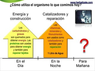 ¿Cómo utiliza el organismo lo que comimos hoy? 
Energía y 
construcción 
Para 
Mañana 
Los 
carbohidratos y 
grasas 
son quemados para 
obtener energía. Las 
proteínas son usadas 
para obtener energía 
y también para 
reponer tejidos 
En el 
Día 
Catalizadores y 
reparación 
Las 
vitaminas, 
minerales y 
fitonutrientes 
son usados como 
catalizadores y 
también para 
reparación 
1 Litro de Agua 
En la 
Noche 
 