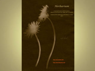 Herbarium
        un proyecto de Lorena Lozano
   desde el Municipio de Vegas del Condado

   FUNDACIÓN CEREZALES ANTONINO Y CINIA
                  2013




        http://econodos.net/

        http://lorenalozano.net/



Diente de León, Cianotipo de Ana Atkins, 1843
 