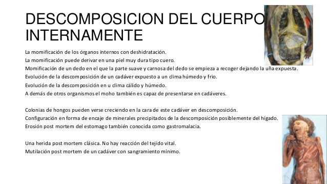 la descomposicion del cuerpo humano