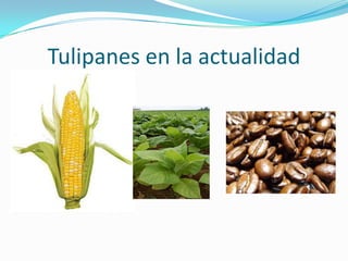 Tulipanes en la actualidad
 