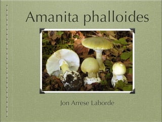 Amanita phalloides
Jon Arrese Laborde
 