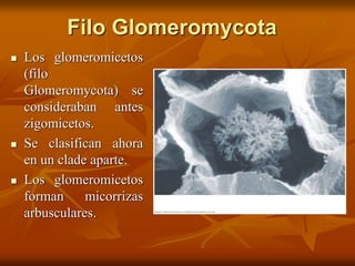 Filo Glomeromycota
 Los glomeromicetos
(filo
Glomeromycota) se
consideraban antes
zigomicetos.
 Se clasifican ahora
en un clade aparte.
 Los glomeromicetos
forman micorrizas
arbusculares.
 