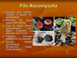 Filo Ascomycota
 Hongos que forman
“sacos” o ascas en
ascocarpos.
 Marinos, de agua
dulce y terrestres.
 Casi la mitad forma
asociaciones con
algas, líquenes, y
algunas micorrizas.
 Incluyen muchos
patógenos de plantas.
 Incluye desde
unicelulares
(levaduras) hasta
multicelulares.
 