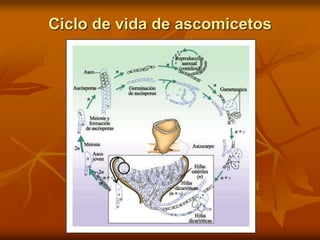 Ciclo de vida de ascomicetos
 