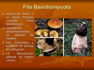 Filo Basidiomycota
 Incluye las “setas” o
un cuerpo fruticoso
conocido como
basidiocarpo.
 Importantes
descomponedores,
en especial de
madera.
 Hay mutualistas y
parásitos de plantas
en este grupo.
 La reproducción
asexual es menos
común.
 