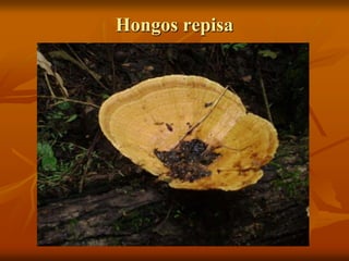 Hongos repisa
 