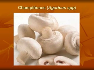 Champiñones (Agaricus spp)
 