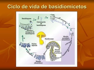 Ciclo de vida de basidiomicetos
 