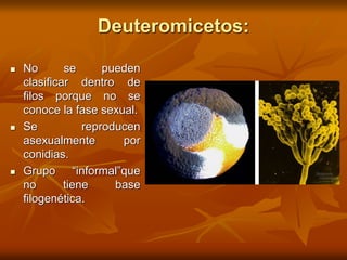 Deuteromicetos:
 No se pueden
clasificar dentro de
filos porque no se
conoce la fase sexual.
 Se reproducen
asexualmente por
conidias.
 Grupo “informal”que
no tiene base
filogenética.
 