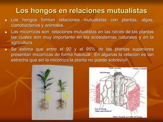 Los hongos en relaciones mutualistas
 Los hongos forman relaciones mutualistas con plantas, algas,
cianobacterias y animales.
 Las micorrizas son relaciones mutualistas en las raíces de las plantas
las cuales son muy importante en los ecosistemas naturales y en la
agricultura.
 Se estima que entre el 90 y el 95% de las plantas superiores
presentan micorrizas de forma habitual. En algunas la relación es tan
estrecha que sin la micorriza la planta no puede sobrevivir.
 