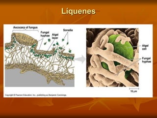 Líquenes
 