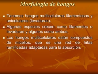 Morfología de hongos
 Tenemos hongos multicelulares filamentosos y
unicelulares (levaduras).
 Algunas especies crecen como filamentos o
levaduras y algunos como ambos.
 Los hongos multicelulares están compuestos
de micelios, que es una red de hifas
ramificadas adaptadas para la absorción.
 