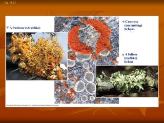 Fig. 31-23
A foliose
(leaflike)
lichen
A fruticose (shrublike) lichen
Crustose
(encrusting)
lichens
 