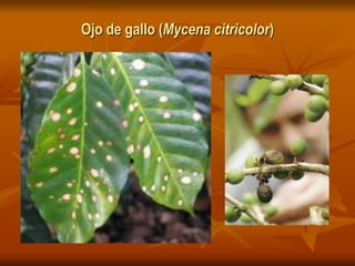 Ojo de gallo (Mycena citricolor)
 