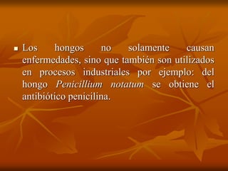  Los hongos no solamente causan
enfermedades, sino que también son utilizados
en procesos industriales por ejemplo: del
hongo Penicillium notatum se obtiene el
antibiótico penicilina.
 