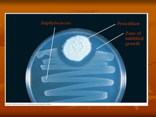 Staphylococcus
Zone of
inhibited
growth
Penicillium
 