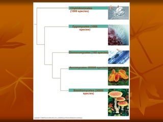 Chytridiomicetes
(1000 species)
Zygomycetes (1000
species)
Hyphae 25 µm
Glomeromycetes (160 species)
Fungal hypha
Ascomycetes (65000 species)
Basidiomycetes (30000
species)
 