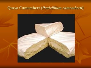Queso Camembert (Penicillium camemberti)
 
