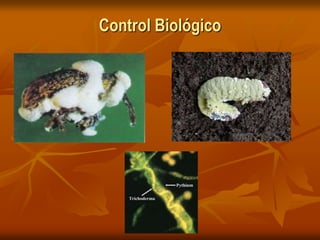 Control Biológico
 