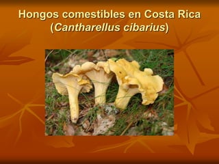 Hongos comestibles en Costa Rica
(Cantharellus cibarius)
 
