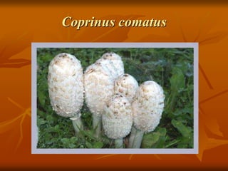 Coprinus comatus
 