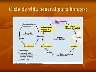 Ciclo de vida general para hongos:
 