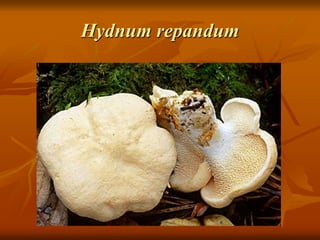 Hydnum repandum
 