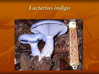 Lactarius indigo
 
