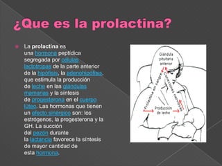  La prolactina es
una hormona peptídica
segregada por células
lactotropas de la parte anterior
de la hipófisis, la adenohipófisis,
que estimula la producción
de leche en las glándulas
mamarias y la síntesis
de progesterona en el cuerpo
lúteo. Las hormonas que tienen
un efecto sinérgico son: los
estrógenos, la progesterona y la
GH. La succión
del pezón durante
la lactancia favorece la síntesis
de mayor cantidad de
esta hormona.
 