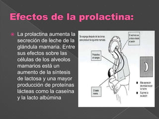  La prolactina aumenta la
secreción de leche de la
glándula mamaria. Entre
sus efectos sobre las
células de los alveolos
mamarios está un
aumento de la síntesis
de lactosa y una mayor
producción de proteínas
lácteas como la caseína
y la lacto albúmina
 