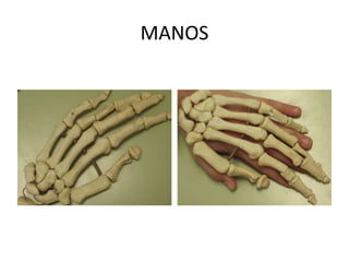 MANOS 