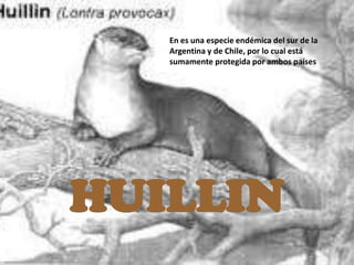 En es una especie endémica del sur de la
   Argentina y de Chile, por lo cual está
   sumamente protegida por ambos países




HUILLIN
 