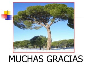 MUCHAS GRACIAS 